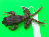 中文名:艾氏樹蛙(00001027)學名:Kurixalus eiffingeri(00001027)英文名:Eiffingers treefrog