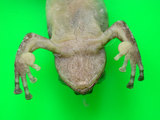 中文名:艾氏樹蛙(00000621)學名:Kurixalus eiffingeri(00000621)英文名:Eiffingers treefrog