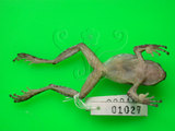 中文名:艾氏樹蛙(00000621)學名:Kurixalus eiffingeri(00000621)英文名:Eiffingers treefrog