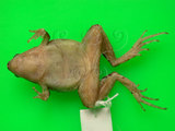 中文名:黑蒙西氏小雨蛙(00000970)學名:Microhyla heymonsi(00000970)中文別名:小弧斑姬蛙英文名:Heymonsis narrow-mouthed toad