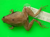 中文名:黑蒙西氏小雨蛙(00000970)學名:Microhyla heymonsi(00000970)中文別名:小弧斑姬蛙英文名:Heymonsis narrow-mouthed toad