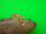 中文名:黑蒙西氏小雨蛙(00001849)學名:Microhyla heymonsi(00001849)中文別名:小弧斑姬蛙英文名:Heymonsis narrow-mouthed toad