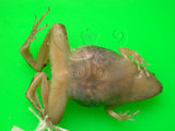 中文名:黑蒙西氏小雨蛙(00001849)學名:Microhyla heymonsi(00001849)中文別名:小弧斑姬蛙英文名:Heymonsis narrow-mouthed toad