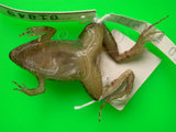 中文名:巴氏小雨蛙(00001063)學名:Microhyla butleri(00001063)中文別名:粗皮姬蛙英文名:Butlers narrow-mouthed toad