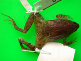 中文名:巴氏小雨蛙(00001063)學名:Microhyla butleri(00001063)中文別名:粗皮姬蛙英文名:Butlers narrow-mouthed toad