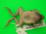 中文名:小雨蛙(00002522)學名:Microhyla fissipes(00002522)中文別名:飾紋姬蛙英文名:Ornata narrow-mouthed toad