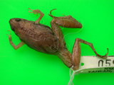 中文名:小雨蛙(00002377)學名:Microhyla fissipes(00002377)中文別名:飾紋姬蛙英文名:Ornata narrow-mouthed toad