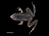 中文名:豎琴蛙(00002377)學名:Babina okinavana(00002377)英文名:Harpist brown frog