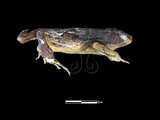 中文名:豎琴蛙(00002377)學名:Babina okinavana(00002377)英文名:Harpist brown frog