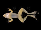 中文名:豎琴蛙(00002388)學名:Babina okinavana(00002388)英文名:Harpist brown frog