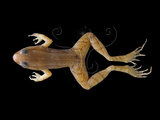 中文名:豎琴蛙(00002388)學名:Babina okinavana(00002388)英文名:Harpist brown frog
