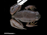 中文名:牛蛙(00002961)學名:Lithobates catesbeianus(00002961)英文名:Rana catlsbeiana