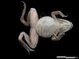 中文名:牛蛙(00003526)學名:Lithobates catesbeianus(00003526)英文名:Rana catlsbeiana
