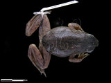 中文名:牛蛙(00003526)學名:Lithobates catesbeianus(00003526)英文名:Rana catlsbeiana