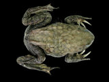 中文名:牛蛙(00004351)學名:Lithobates catesbeianus(00004351)英文名:Rana catlsbeiana