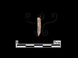 器名:骨鏃(LL-BT542)