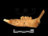 器名:幼豬右下顎骨(LL-NB0107)