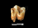 器名:豬右下顎前臼齒(LL-NB0123)