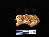 器名:豬右下顎臼齒(LL-NB0126)