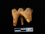 器名:豬右下顎臼齒(LL-NB0126)