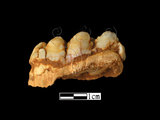 器名:野豬右下顎臼齒(LL-NB0133)