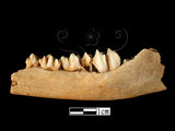 器名:幼羌右下顎及臼齒(LL-NB0072)