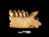 器名:羌左下顎及臼齒(LL-NB0089)