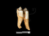 器名:羌左下顎臼齒(LL-NB0092)