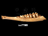 器名:幼羌左下顎及臼齒(LL-NB0093)