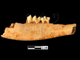 器名:羌左下顎及臼齒(LL-NB0095)