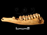 器名:梅花鹿左下顎骨(LL-NB0002)