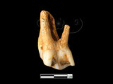 器名:鹿左上顎前臼齒(LL-NB0033)