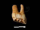 器名:鹿左上顎前臼齒(LL-NB0033)