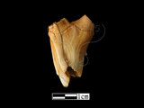 器名:鹿左上顎臼齒(LL-NB0037)
