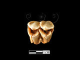器名:鹿右下顎臼齒(LL-NB0041)
