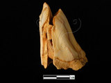 器名:鹿左下顎前臼齒(LL-NB0046)