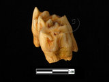 器名:鹿左下顎臼齒(LL-NB0051)