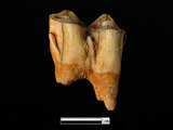 器名:鹿左下顎臼齒(LL-NB0052)
