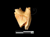 器名:羊右上顎臼齒(LL-NB0179)