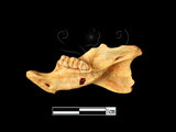 器名:鼠右下顎骨及門齒臼齒(LL-NB0180)