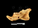 器名:鼠右下顎骨及門齒臼齒(LL-NB0180)