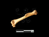 器名:小黃腹鼠左肱骨(LL-NB0183)