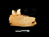器名:石虎左下顎帶臼齒(LL-NB0184)