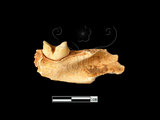 器名:石虎左下顎帶臼齒(LL-NB0185)