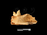器名:石虎左下顎帶臼齒(LL-NB0185)