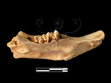 器名:兔右下顎臼齒(LL-NB0173)