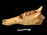 器名:兔右下顎臼齒(LL-NB0173)