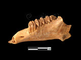 器名:兔左下顎臼齒(LL-NB0174)
