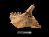 器名:兔左下顎牙床(LL-NB0176)