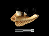 器名:魚顎骨及二顆齒(LL-NB0137)
